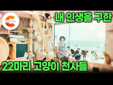 치킨집 운영하다 우연히 만난 새끼고양이, 내 인생을 구원했다 "얘들이 없었다면 전 미쳐 버렸을 거예요" I 22마리 고양이 천사들과 씩씩하게 살아가는 바닷마을 사장님 I#다큐컬렉션