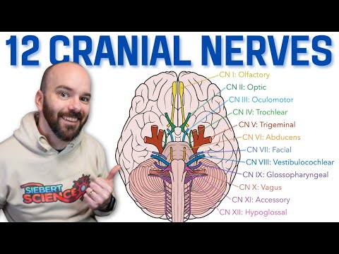 12 Cranial Nerves