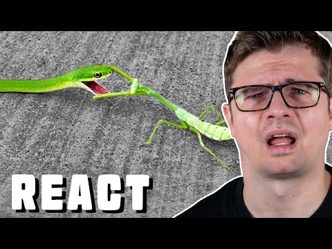 EPISCHER KAMPF 😨 Praying Mantis Fights Off Snake - React