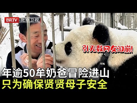 引无数网友泪崩!年逾50牟奶爸冒险进山,只为确保贤贤母子安全【熊猫奇遇记】#可爱大熊猫