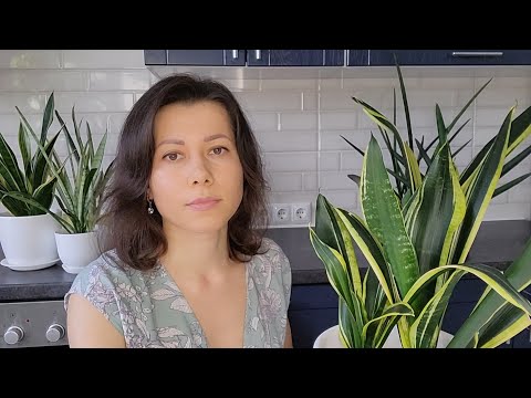 Sansevieria. How to rejuvenate a sansevieria. Causes of stem elongation.