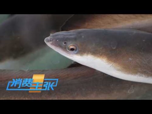 中国抢占全球鳗鱼产业核心地位 《消费主张》 20260331 | 财经风云