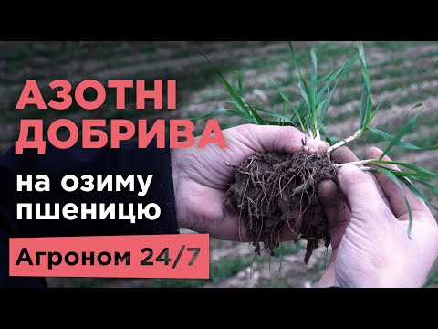 Азотні добрива на озиму пшеницю | Аміачна селітра | Сульфат амонію | Озимина | Агроном 24/7