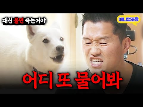 사람 무는 개 마주치자 눈빛으로 단숨에 제압하는 강형욱 ㄷㄷ I KBS 개는 훌륭하다 220530 방송