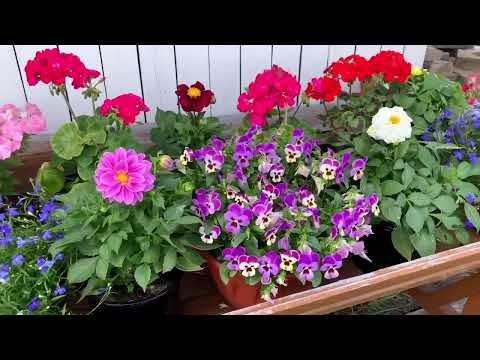 Картинка и реальность: однолетники из семян 2025г