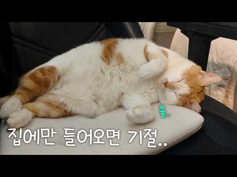 고양이가 집에만 들어오면 기절하는 이유