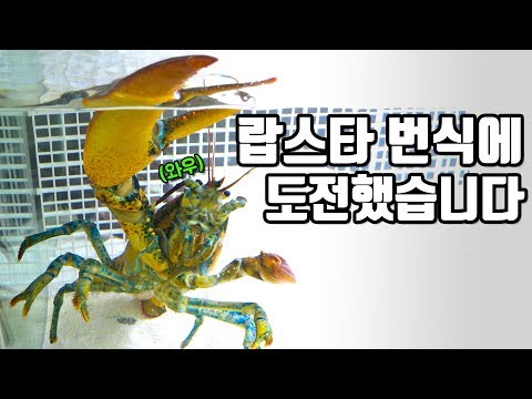 breeding lobsters for the first time
