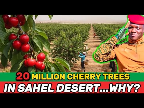 What Really Lies Behind the “20 Million Cherry Trees” Plan in the Sahel?