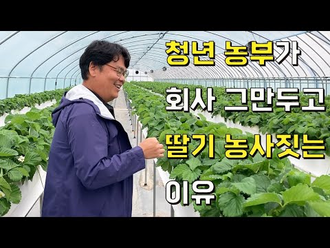 회사 그만두고 홍희딸기 농사 짓는 청년농부 | 신품종 홍희딸기를 선택한 이유 | 레알팜마켓 판매 | 12월 오픈