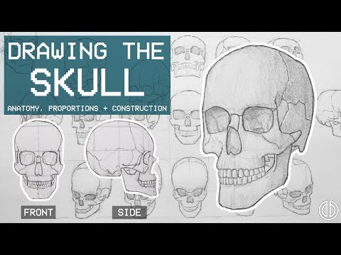 Drawing The SKULL - Anatomy, Proportions & Construction - Anatomy 1