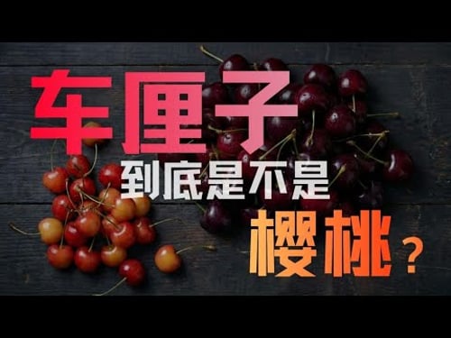 车厘子,到底是不是樱桃?|生物|播客|原来是这样