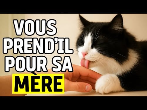 11 signes adorables qui montrent que votre chat vous prend pour sa maman!