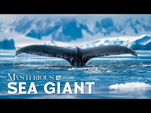 Wild Ocean | What Colossal Creatures Still Rule the Depths of Earth’s Oceans