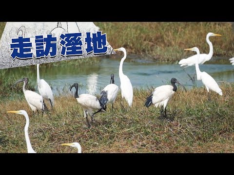 【溼地保育】走訪溼地|溼地的價值是什麼?(我們的島 第935集 2017-12-25)