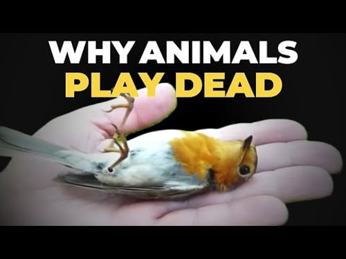 Why Do Animals Play Dead?