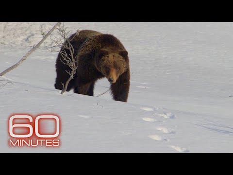 Grizzlies, Elephants, Giant Pandas, Wolves | 60 Minutes Full Episodes