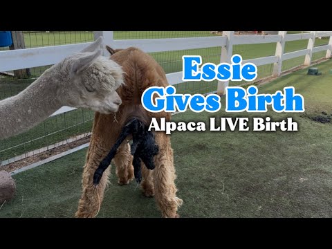 Essie Gives Birth | LIVE Alpaca Birth