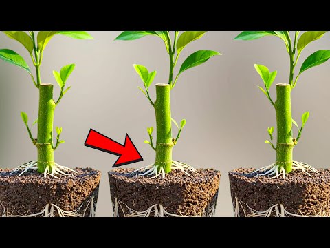 Fast Lemon Tree Cloning Using a Hidden Air Layering and Cutting Method