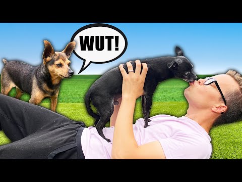 Ignoring One Dog for 24 Hours to Make the Other Dog Jealous! PawZam Dogs