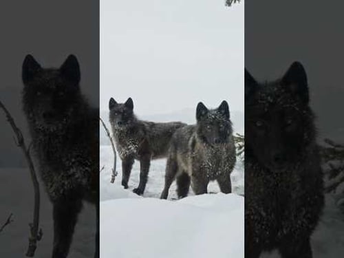 New YouTube Episode Out Now. Link Below. #wildlife #nature