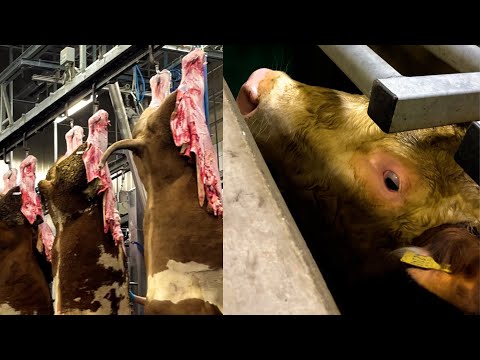 Inside the slaughterhouse: 700 cattle are slaughtered here every day