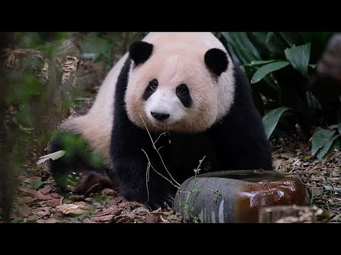 Huahua looks up while drinking… and everyone melts
