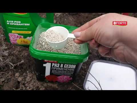 Правила ухода за розами весной.Чем подкормить и обработать. Пролонгированные удобрения Bona Forte