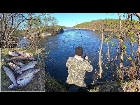 ТИРОЛЬСКАЯ ПАЛОЧКА / ФОРЕЛЬ / ОТКРЫТИЕ СЕЗОНА / TROUT / OPENING OF THE SEASON
