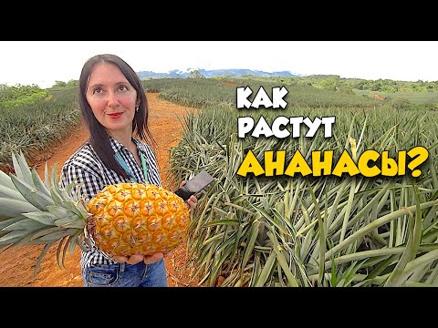 After this video, you will stop eating Pineapples!