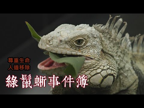 【外來種入侵】綠鬣蜥事件簿|外來生態悲歌(我們的島 第1090集 2021-01-25)