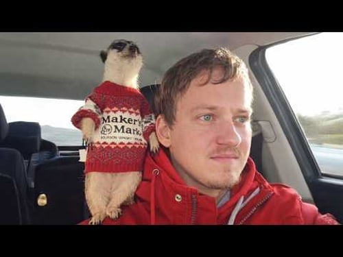 When Animals and Humans Are Meant to Be Together 😍