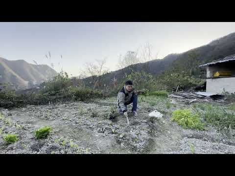 Winter is almost here, so I'm planning to plant some more peas. That way we'll have pea pods to e...