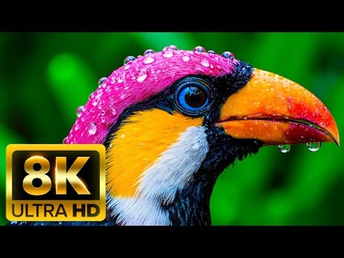 COLORFUL ANIMAL KINGDOM 8K ULTRA HD (60FPS) – The Vibrant World of Wildlife