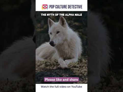 The Myth of the Alpha Wolf