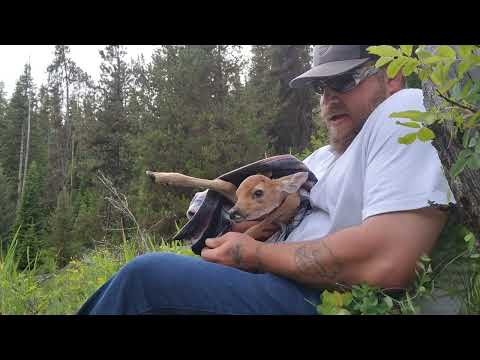 deer fawn saved from drowning by a heartless trapper