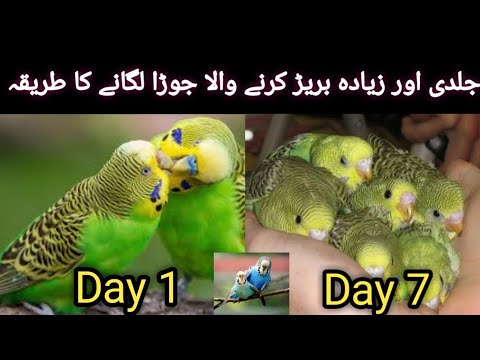 Birds ka pair kaise lagayen | budgies breeding tips in | lovebirds, cocktail, finches, |