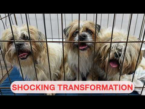 No One Pays Me to Groom Pets...Here's Why