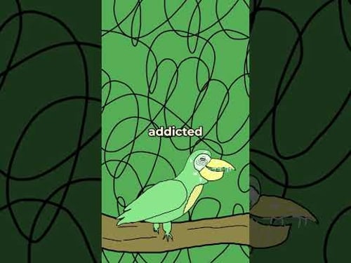 The Sad Lives of Parrots 🦜 😭