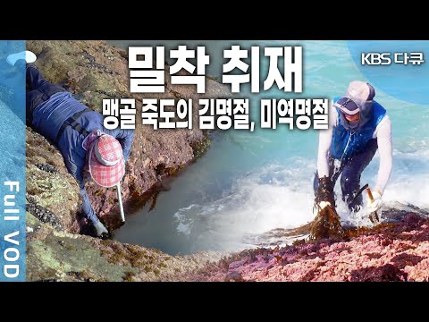 살기 위해 아슬아슬 목숨을 걸고 바위에 딱 붙어 산다?!! 아득한 바다 저편 멀리 ‘맹골군도’라 불리는 죽도의 사람들 (KBS 20180811 방송)