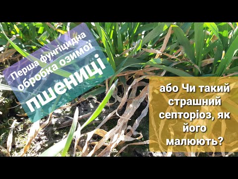 Перша фунгіцидна обробка пшениці або Чи такий страшний септоріоз, як його малюють?