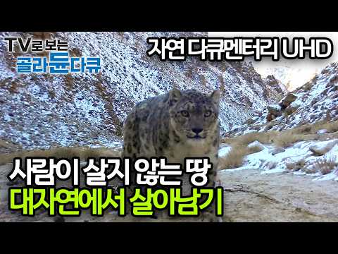 지구상 최후의 오지인 티베트의 창탕고원과 몽골의 고비알타이 그곳에서 살아가는 강인한 야생동물들|자연 동물 다큐|다큐프라임|#골라듄다큐