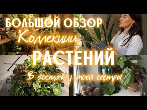 ОБЗОР РАСТЕНИЙ | ФИТОСТЕНА | в гостях у Алены | 100+ РАСТЕНИЙ в квартире |
