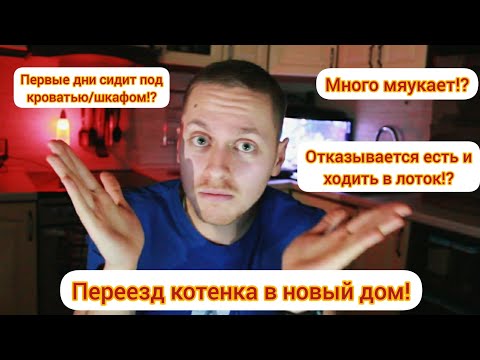 Kitten moving to a new home. For the first few days, she sits under the bed or closet. She won't ...