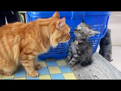 Silly Cats Can't Control Their Reactions to Kittens For The First Time!😲