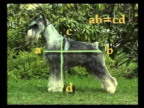 Шнауцеры.avi