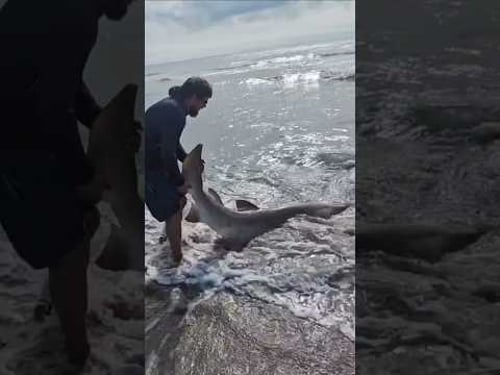 Catching a big shark from the beach