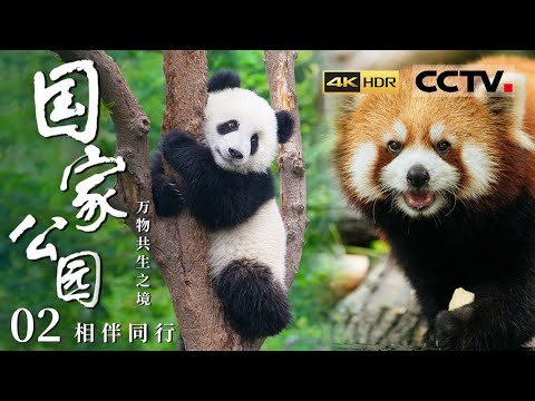 《国家公园·万物共生之境》4K 好可爱的动物宝宝!大熊猫 滇金丝猴等明星动物们集体展现温馨的带娃日常!EP02【CCTV纪录】