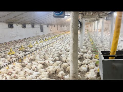 Broiler for a penny! The day of our lives!!! We live as we can!! DHT!