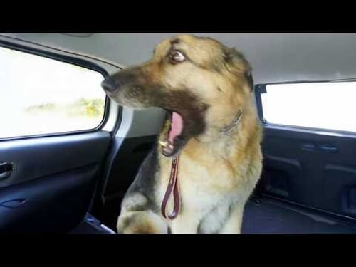 Overdramatic Dogs Who Deserve An Oscar 😁 Funny Dog Videos 2025