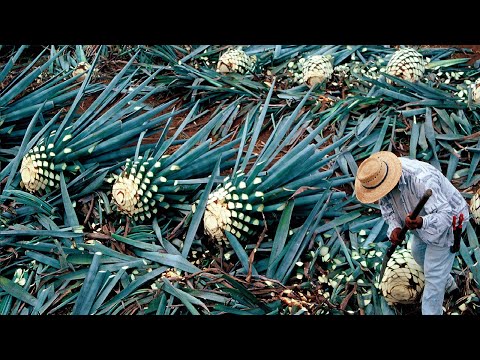How Tequila Made From Agave Blue Agave Cultivation and Harvest Agave Processing in Factory